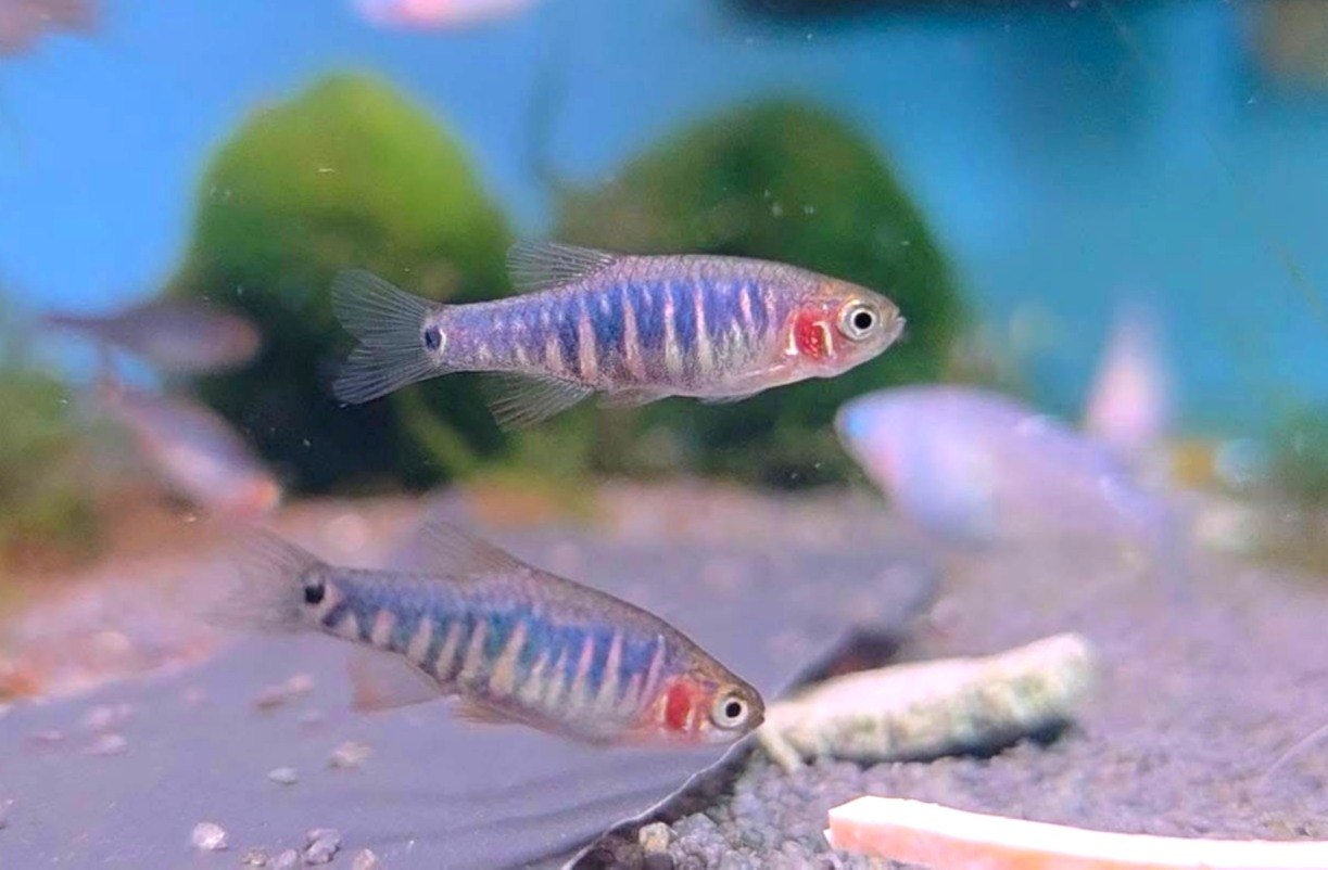 Microrasbora hybrid Danio margaritatus x Danio erythromicron